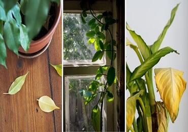 Biodegradation and photodegradation